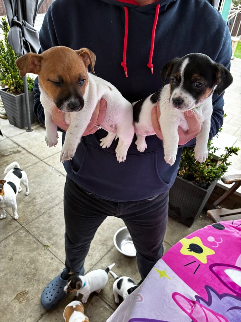 Jack Russell