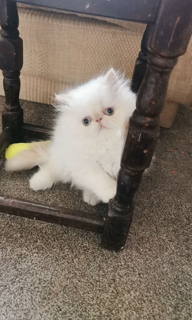 Pedigree Persian exotic longhair kitten 