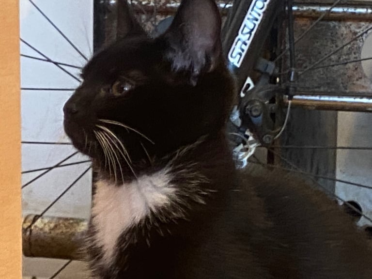 For kittens Ready for rehoming