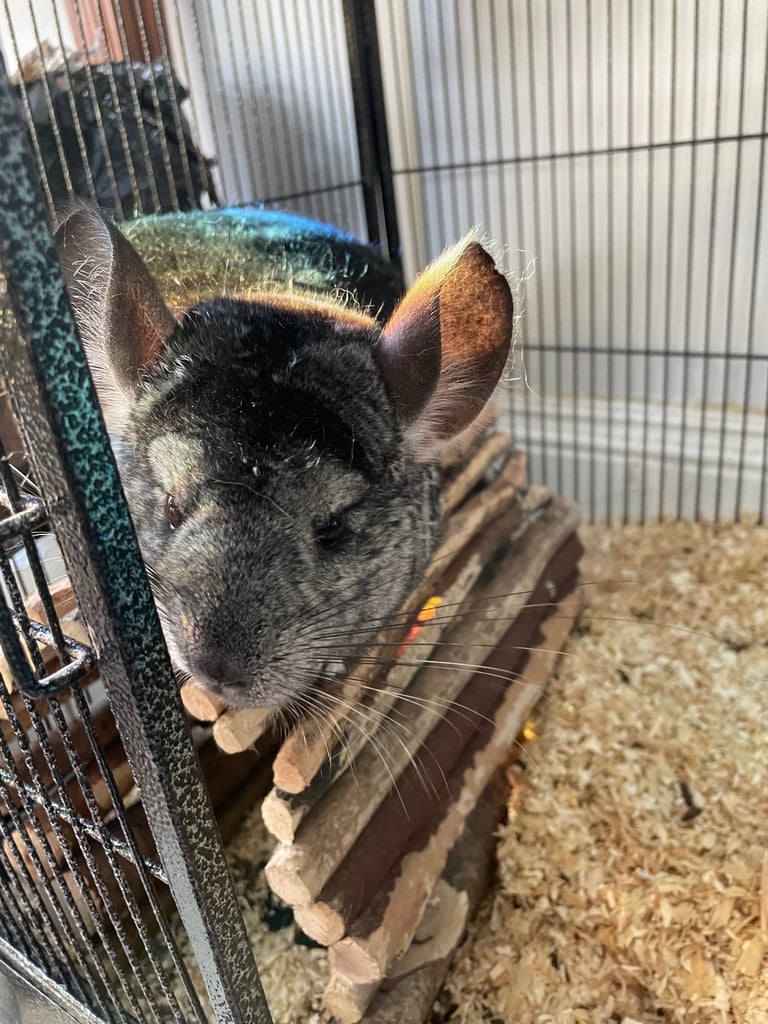 Chinchillas for sale, Edinburgh, cage included 