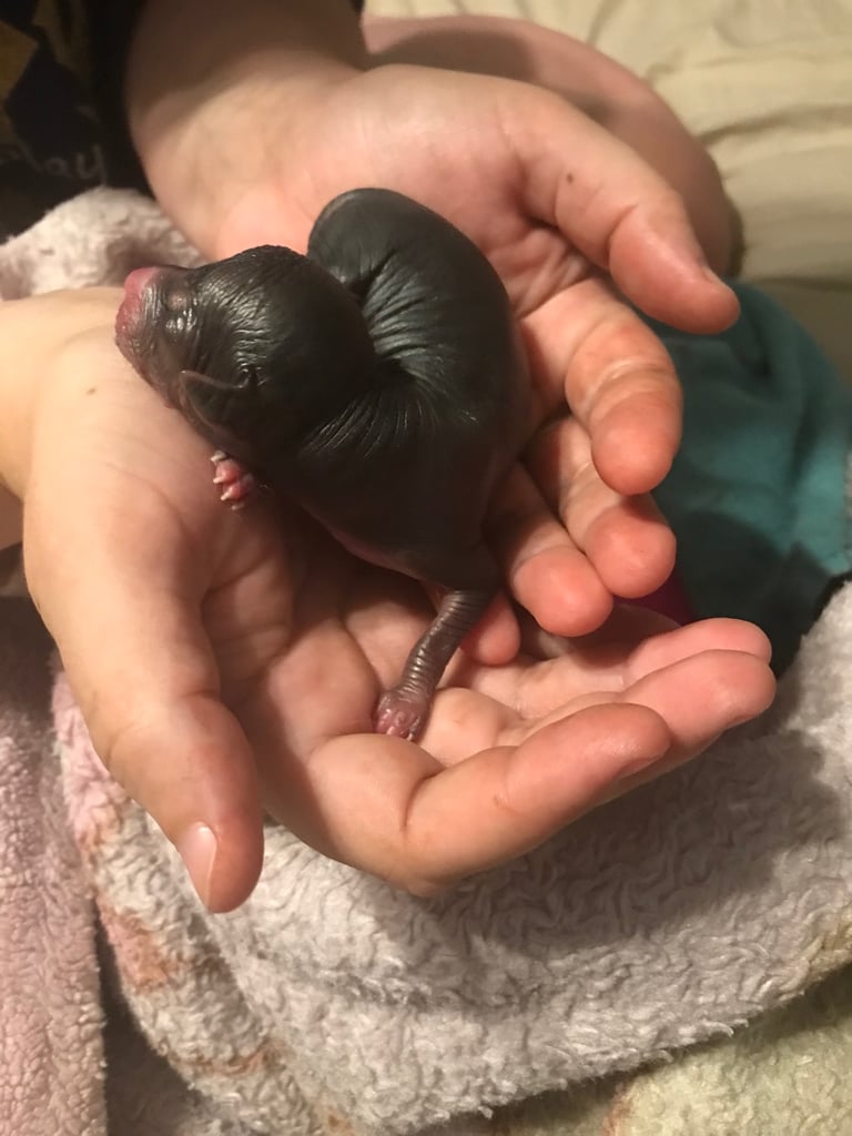 Rare Chi Chi Puppies