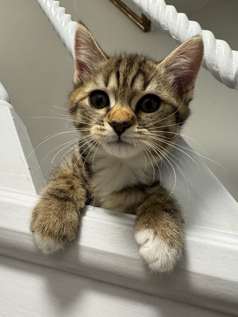 Ready to leave Kittens for sale BSH Dagenham London 