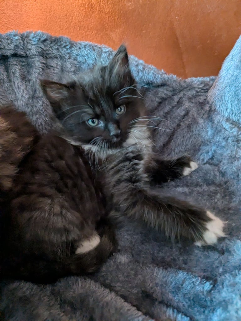 Maine Coon Cross Kittens 
