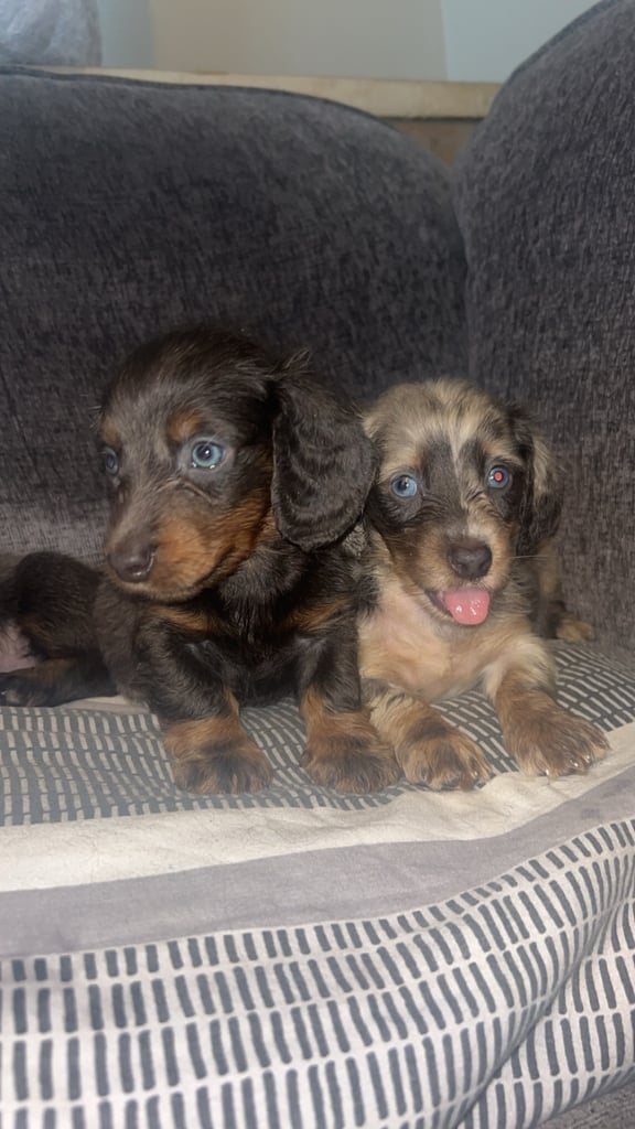 Longhaired dachshund puppy boy 