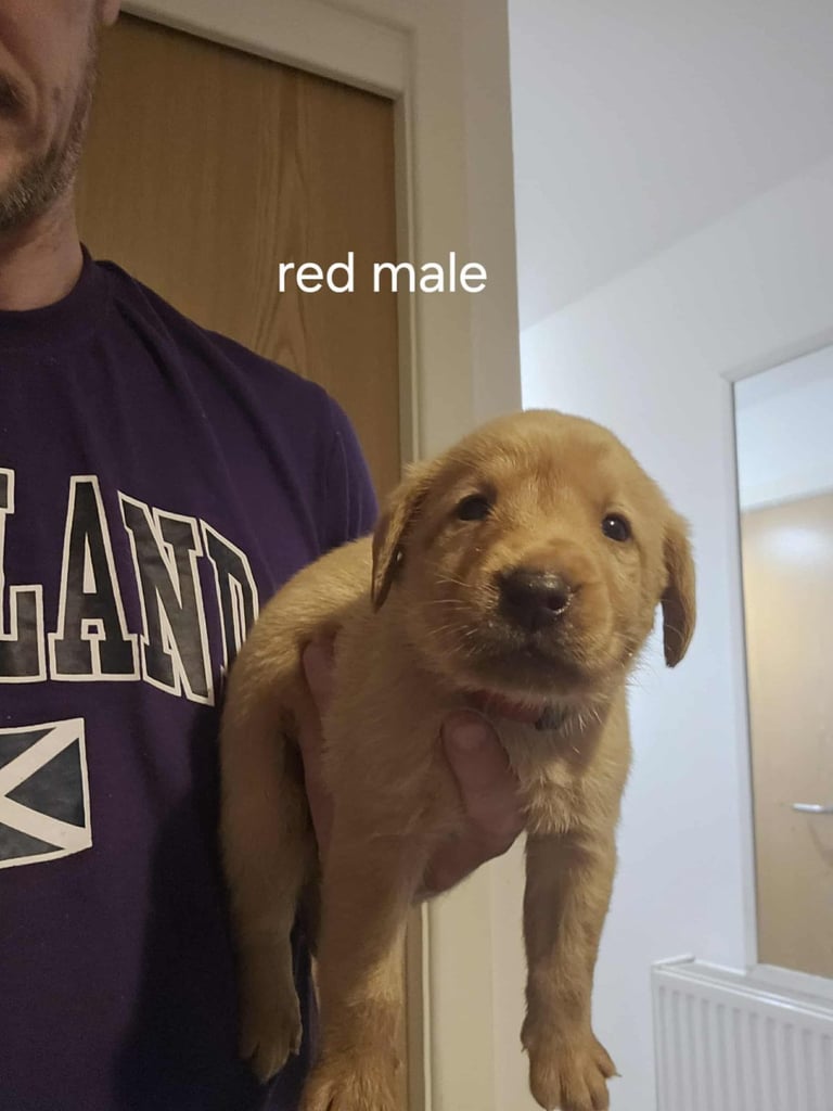 Kc fox red labrador puppies