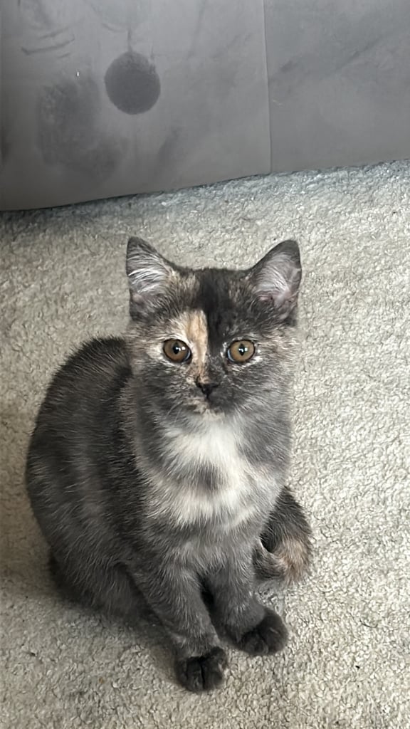 image for persian/british shorthair mix kittens 