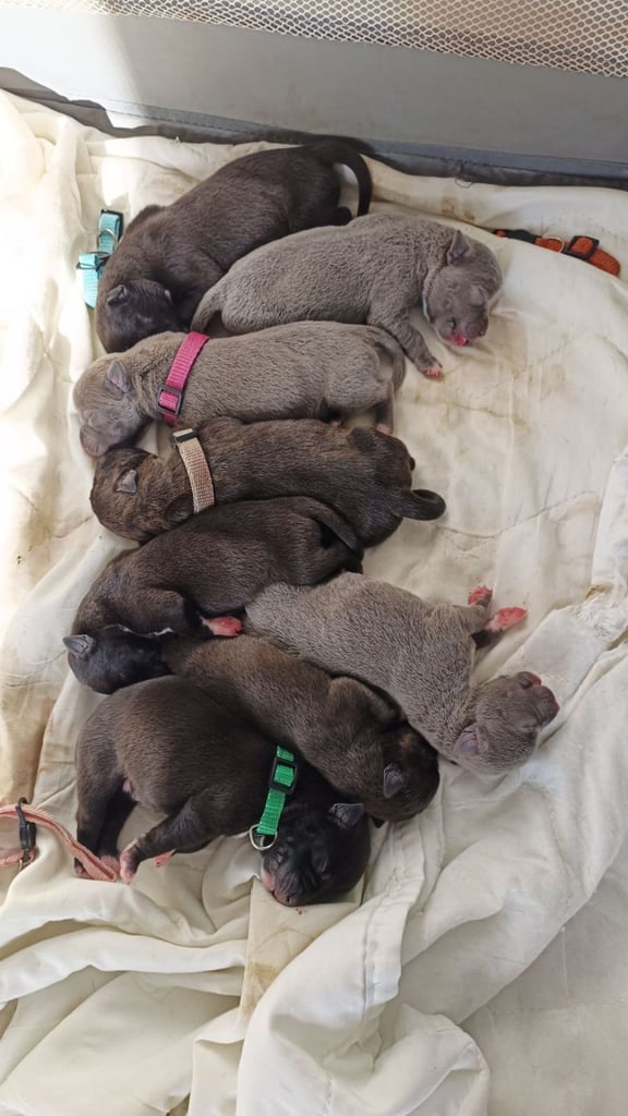 Staffy pups