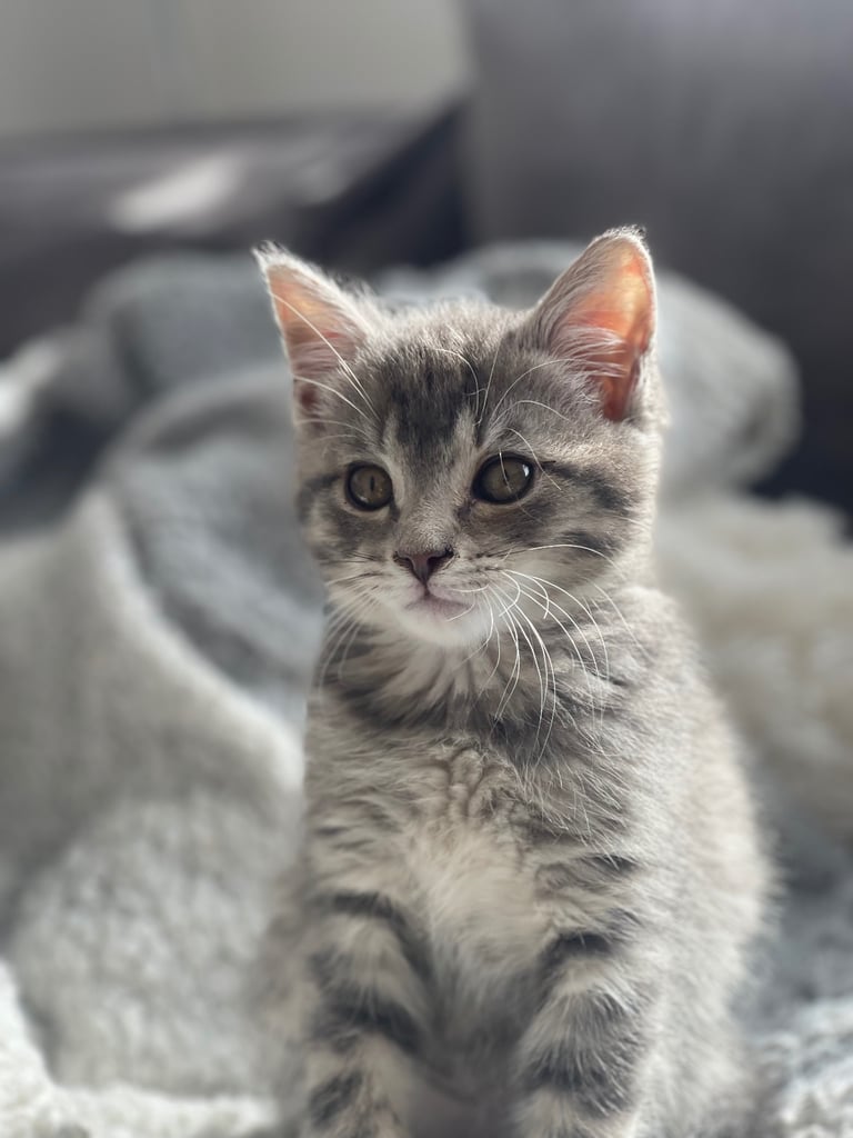 image for Half main Coon half British shorthair