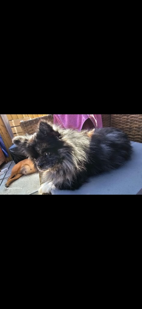 1 time miniature pomapoos 