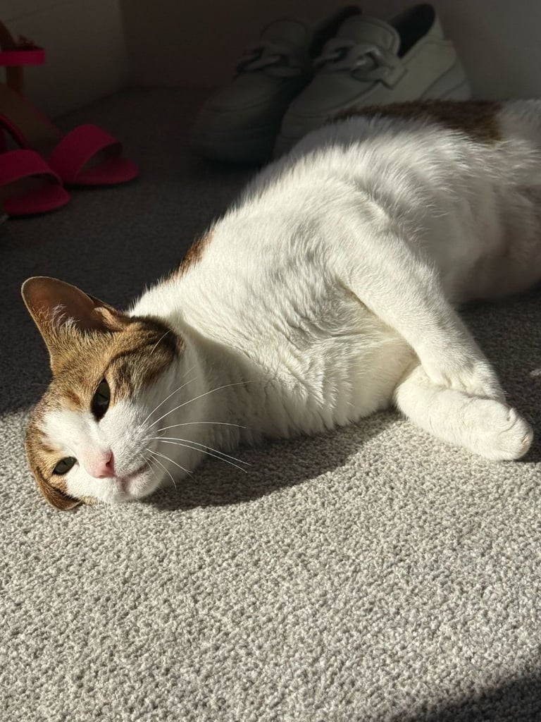 Arabian Mau to a good home ❤️