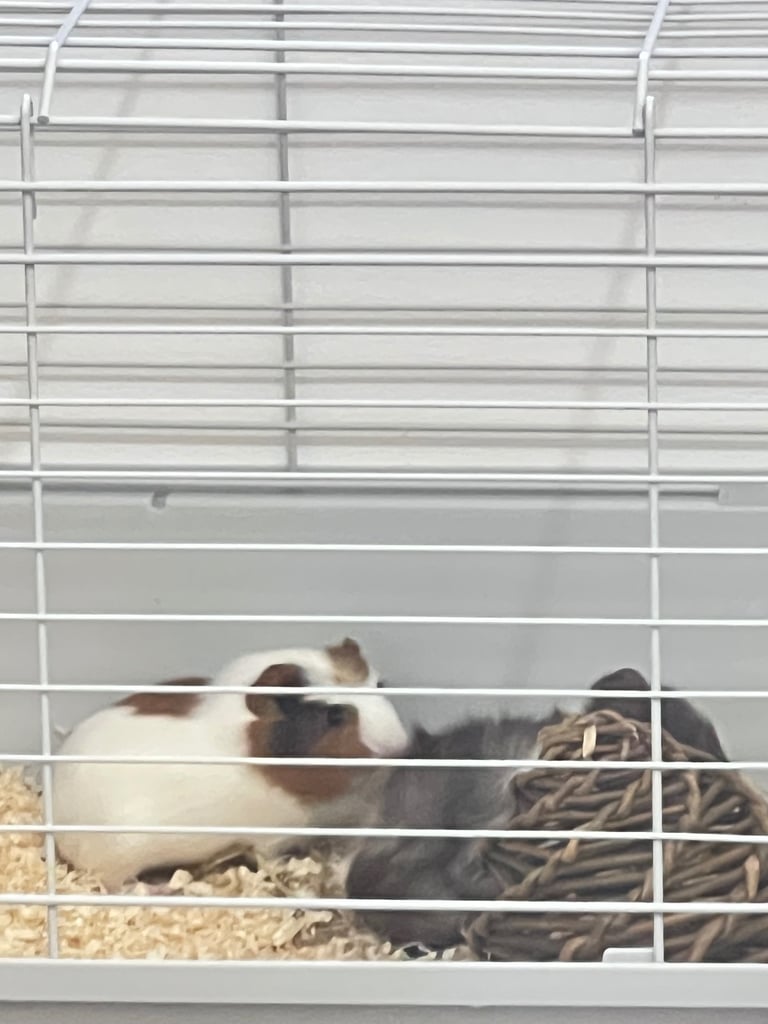 image for Two female guinea pig