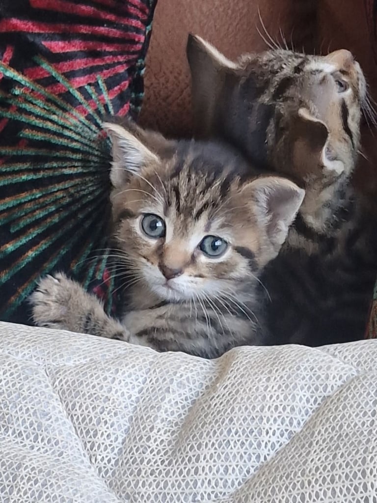 3 beautiful female kittens up for sale