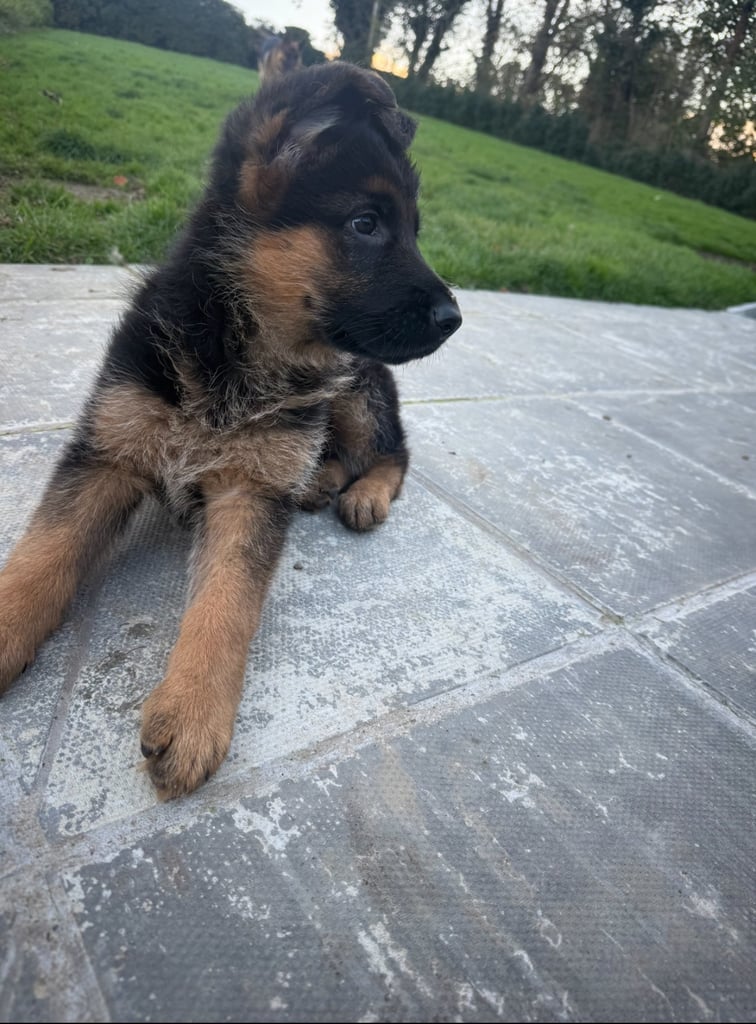 image for KC Registered German Shepherd Puppies 