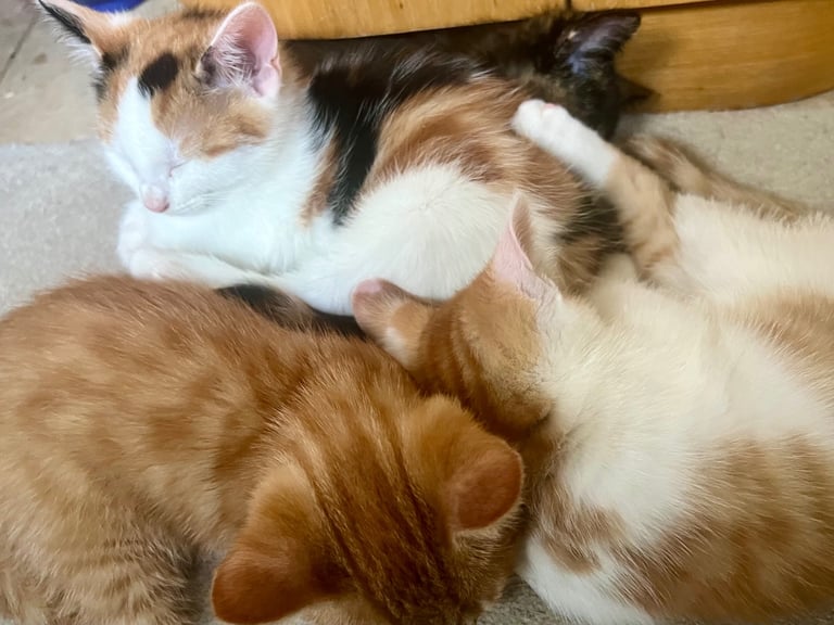 ♥️ 4 beautiful kittens ready today ♥️