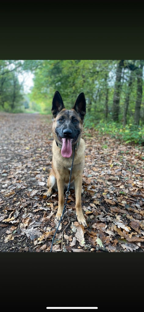 10month old pup/FREE