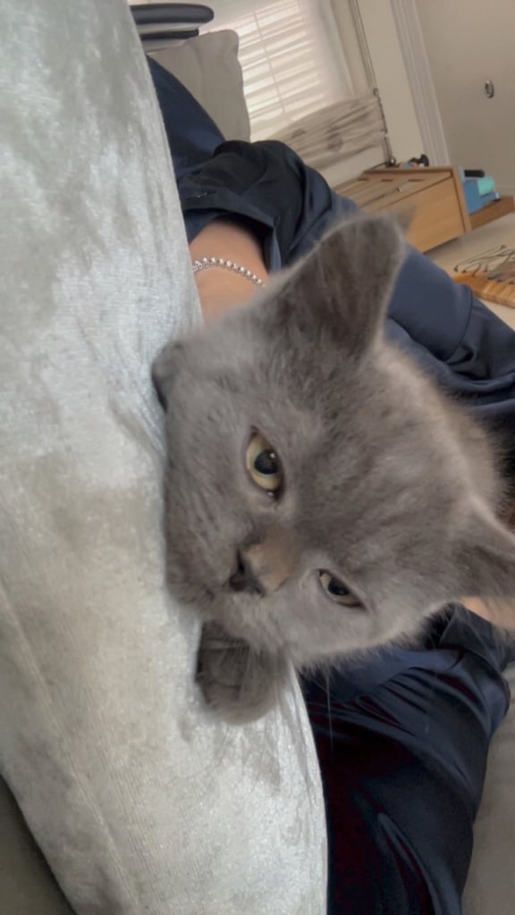 British Short Hair Beautiful grey kitten 
