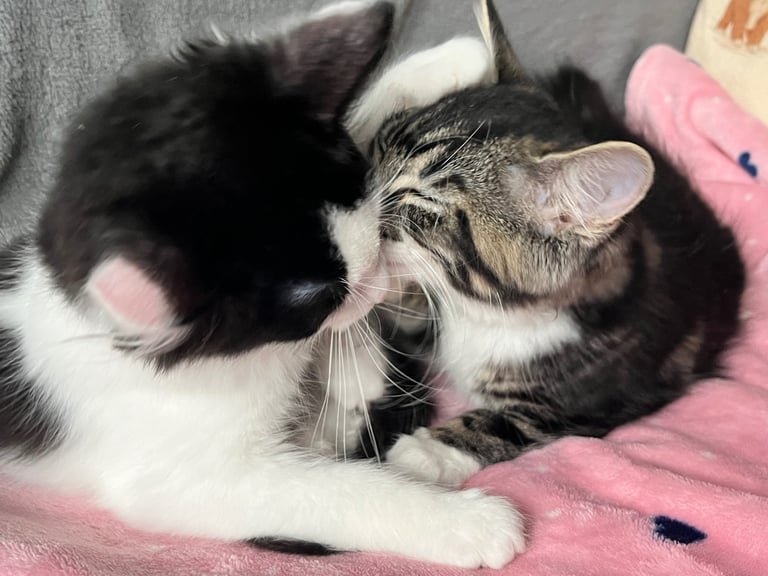 Maine coon cross kittens