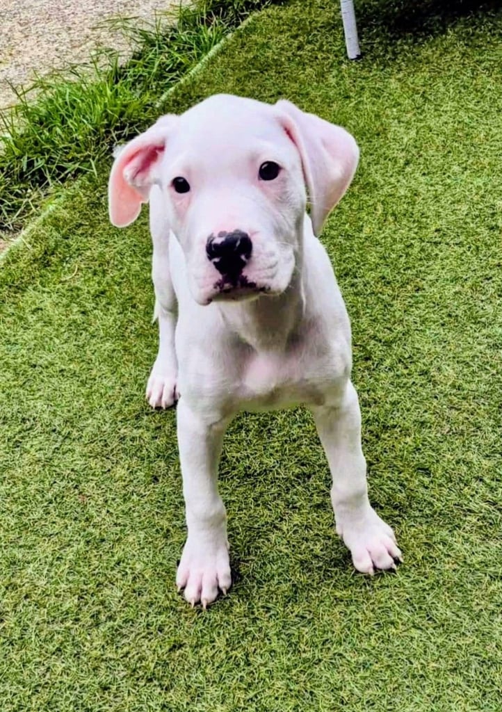 image for American bulldogs puppies 