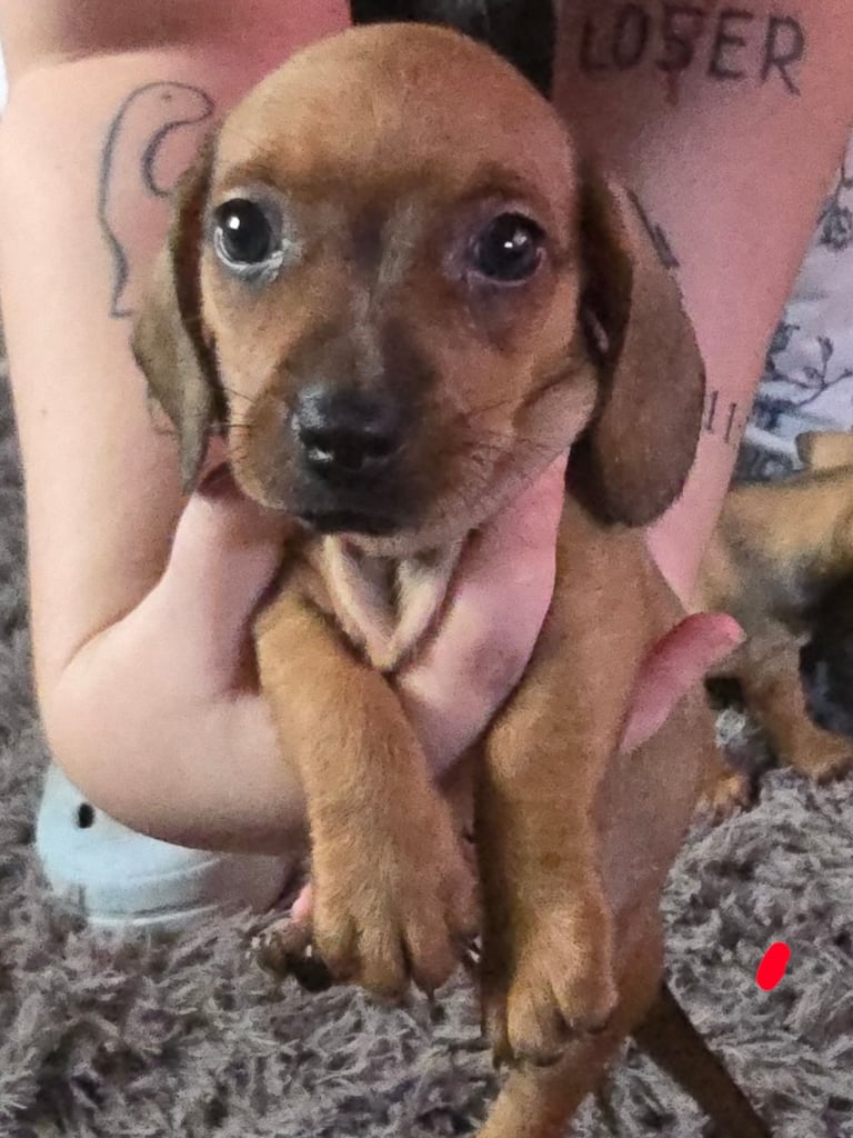 Miniature daushaund x Terrier cross puppies