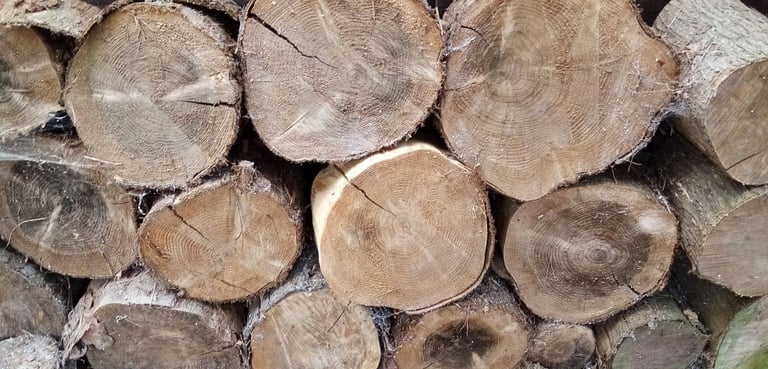 large and small solid tree trunks.