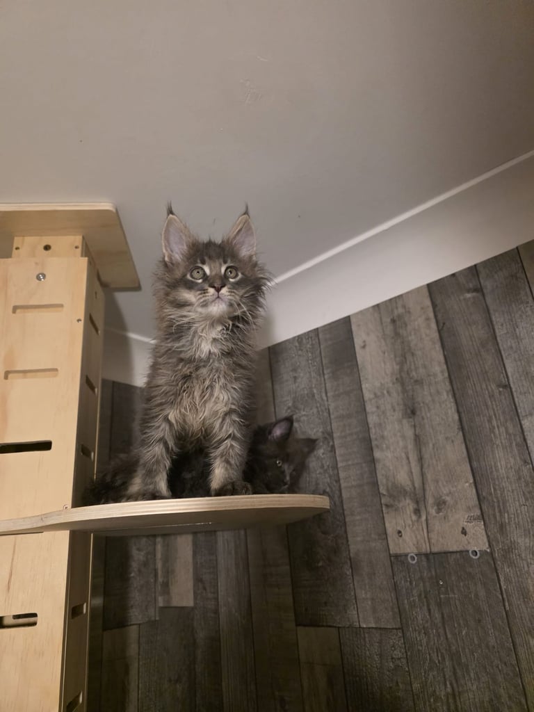 Main Coon kittens avaliable 