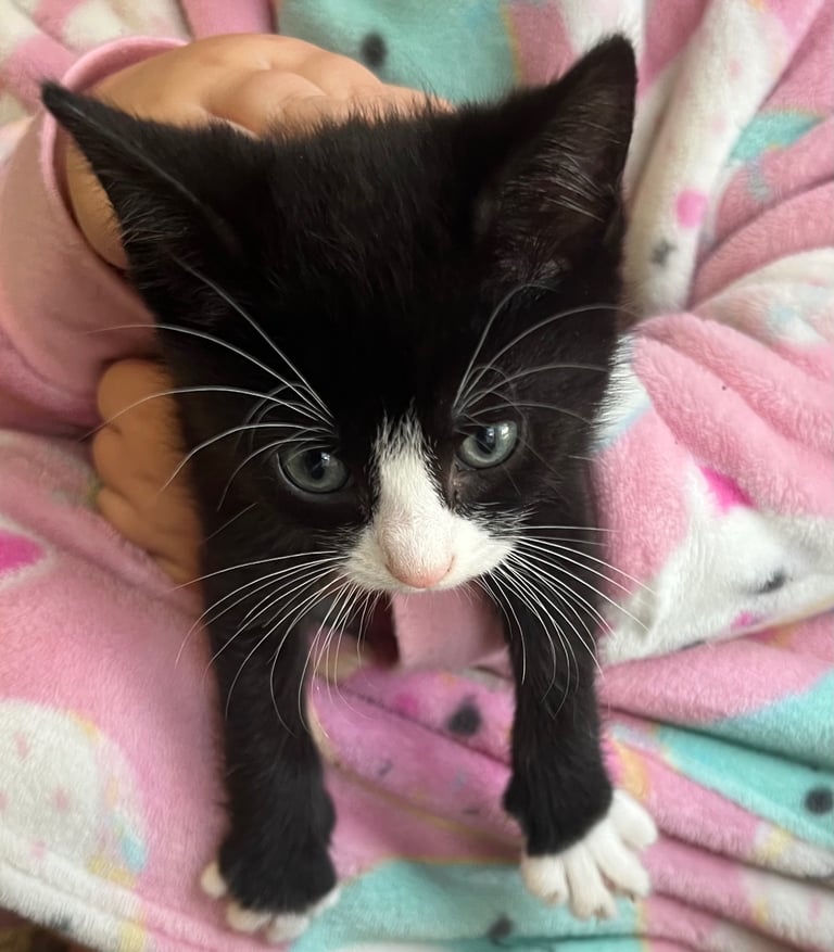 Kittens for sale 