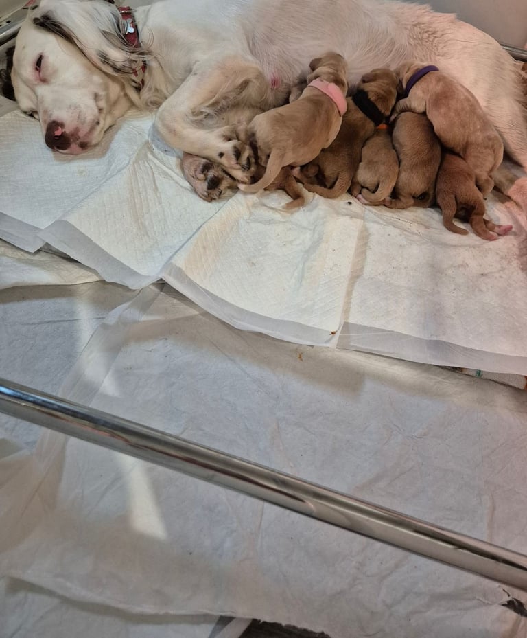 Springador puppies for sale 