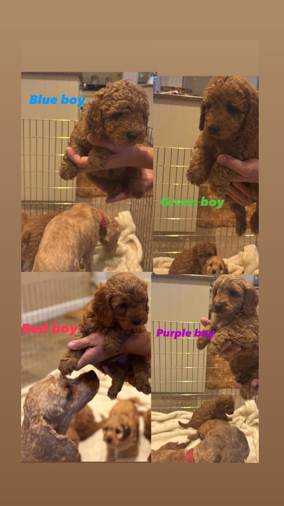 F1B cockapoo puppies 