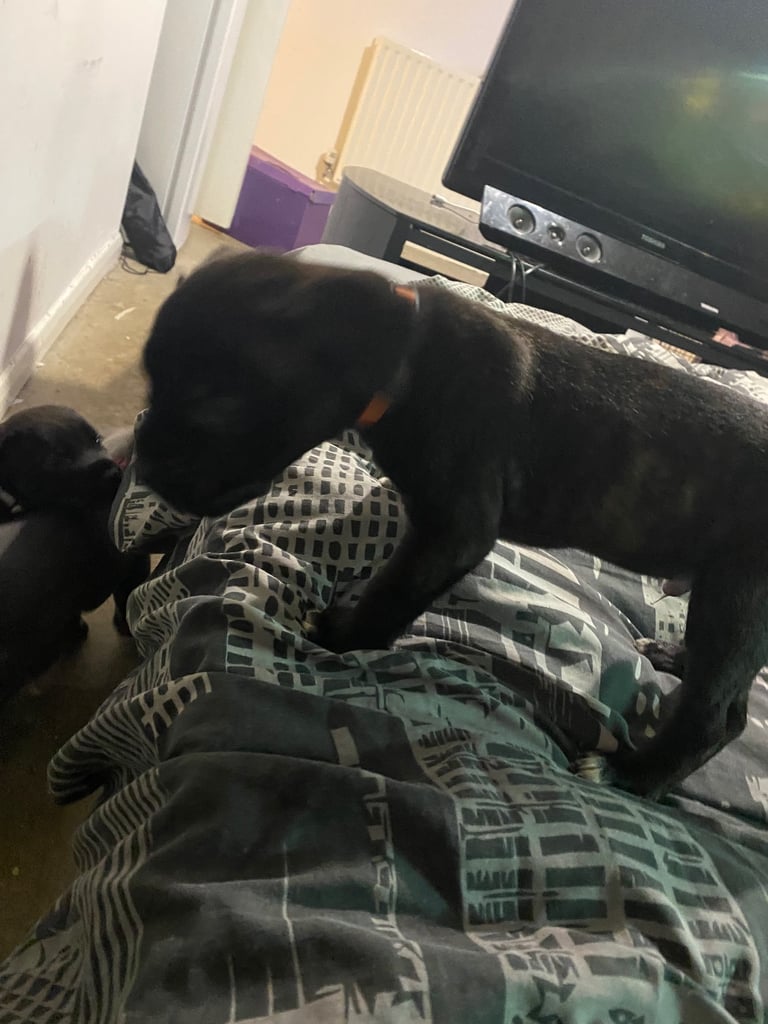 Cane corso x pressa canaro puppy’s 