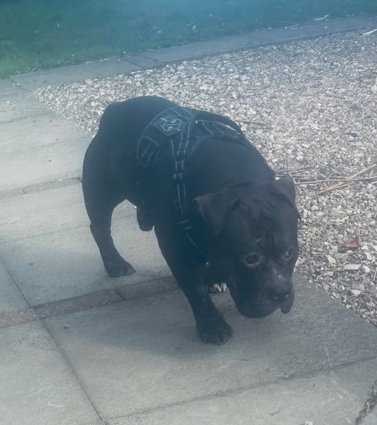 Beautiful friendly pocket bully x staffy