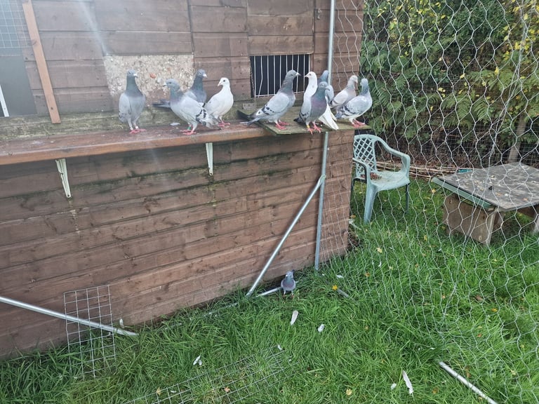 Pigeon 