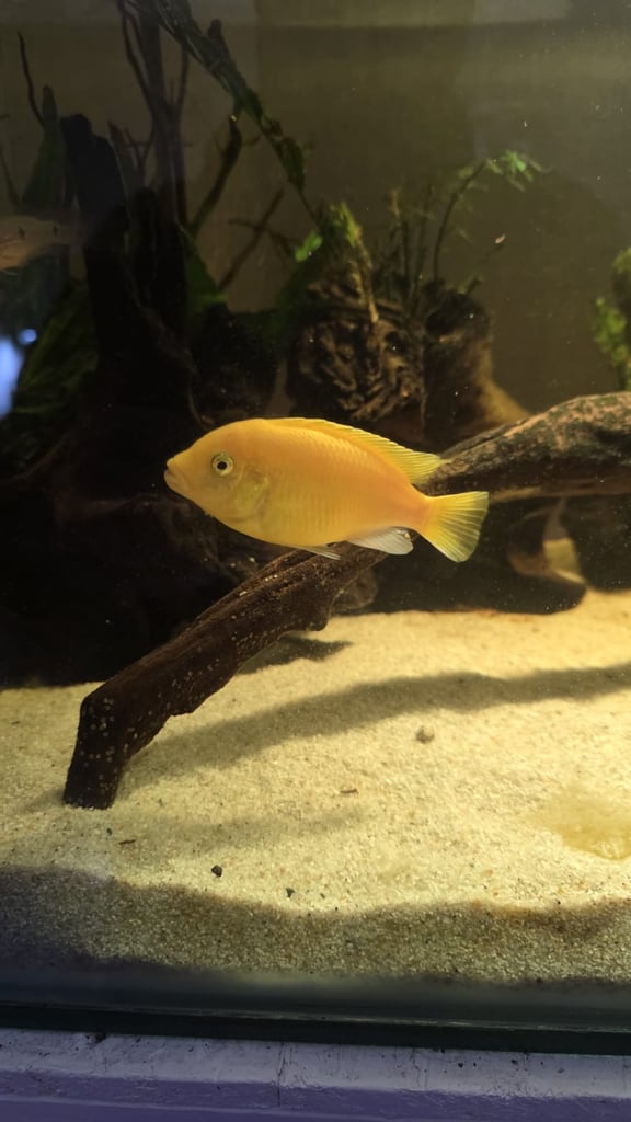 Cichlids for sale 