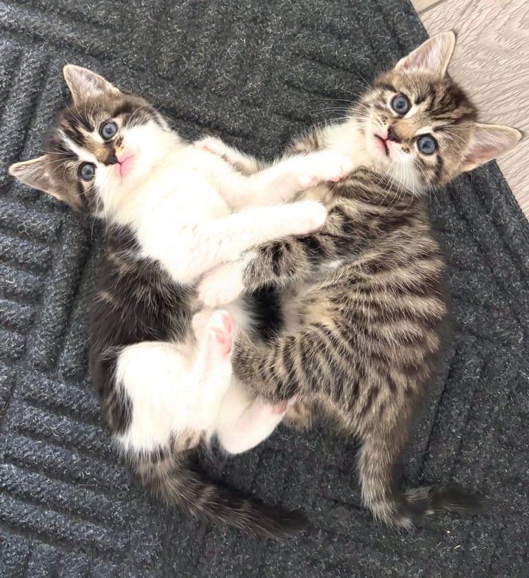 ✨Siberian Cross Kittens – 2 Boys – Hypoallergenic  £350. Ask about delivery