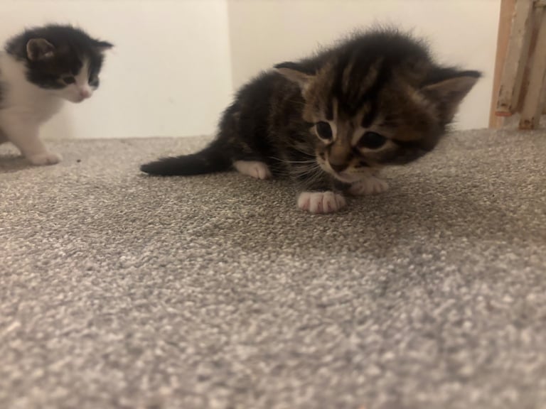 Adorable Kittens For Sale