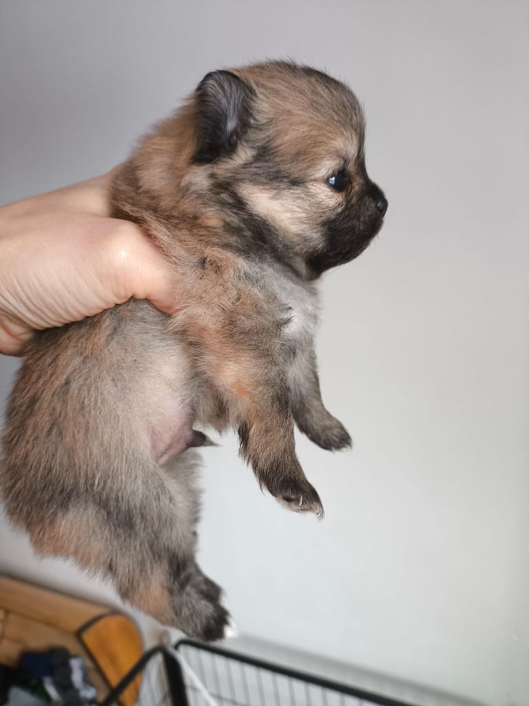 Pomeranian puppies - 2 boys