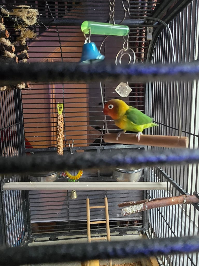 image for   Lovebird and Cage Set – Ready for a New Home