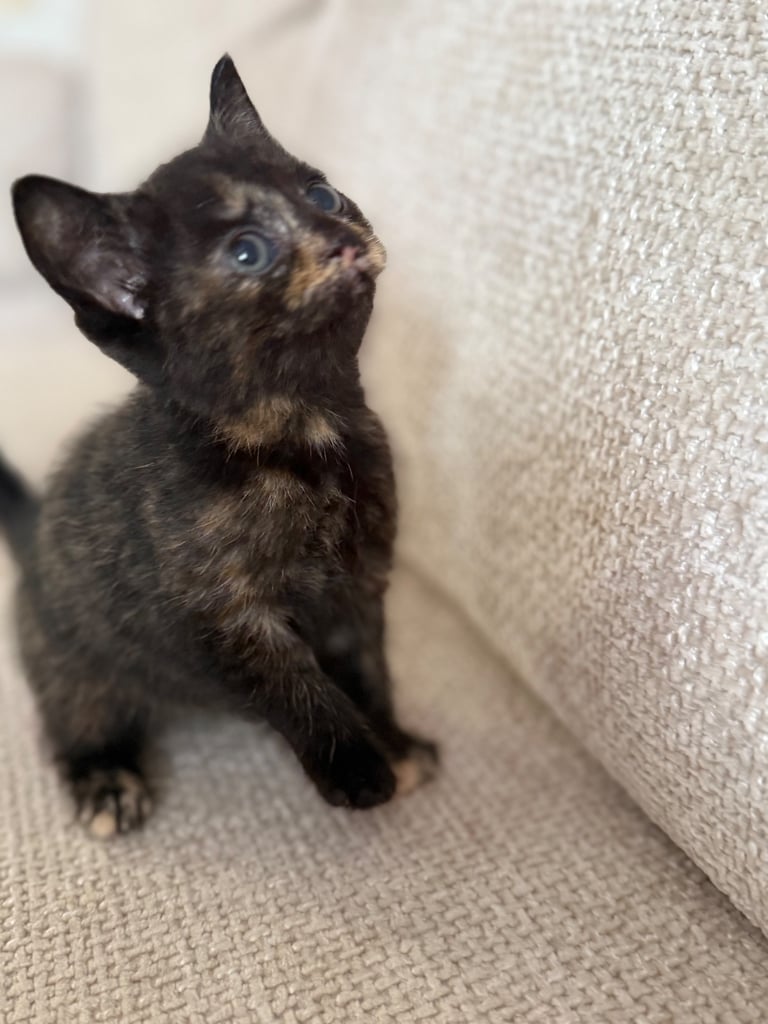 Kittens ready to go now 