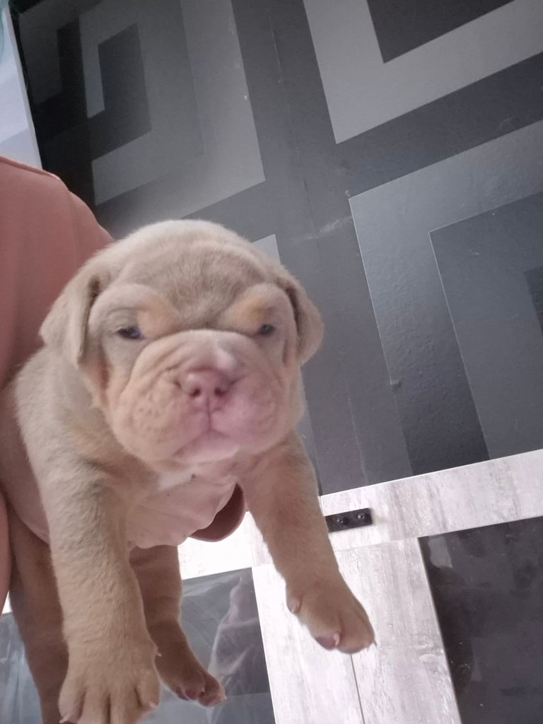 Beautiful Rainbow Litter Of New English Bulldog 