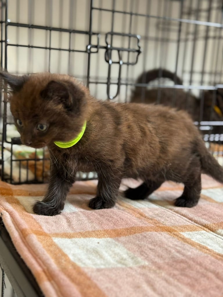 Male kittens (2 left)