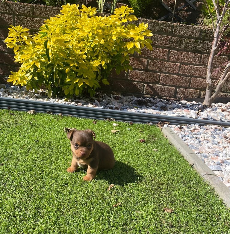 Gorgeous Miniature Jack Russell Puppy For Sale
