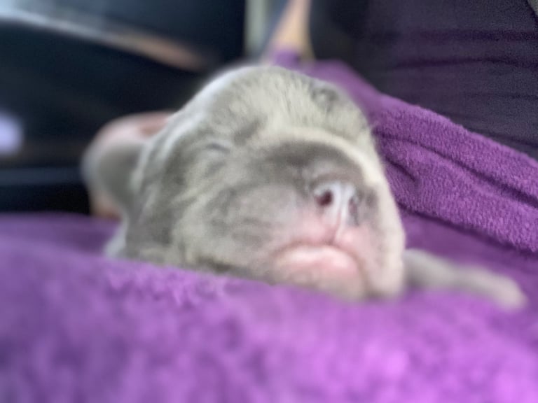 Stunning French bulldog puppies looking for their new forever home. 