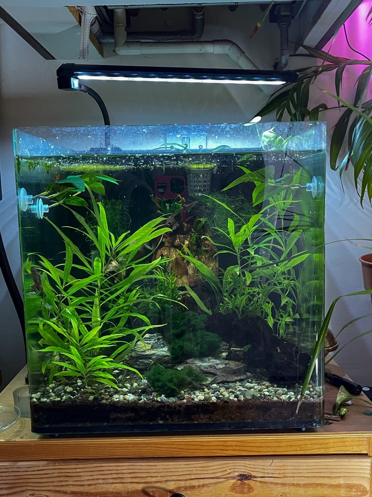 55 litre cube aquarium 