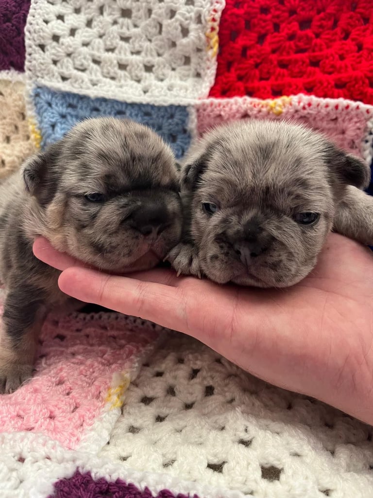 5 ⭐️ French bulldogs carrying fluffy 😍