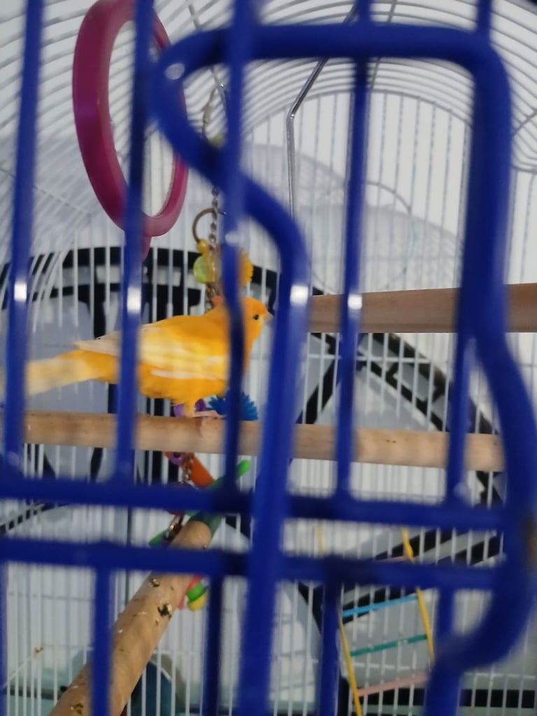 Canary cage and accessories 