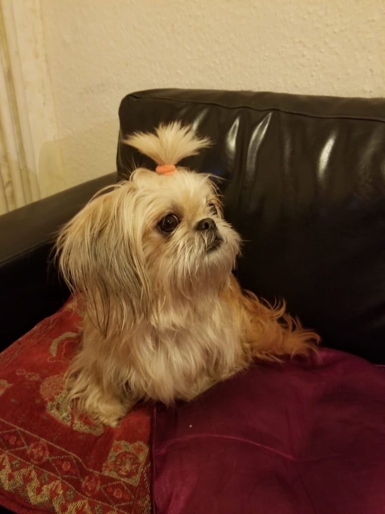 Adorable Shih Tzu Looking for a Loving Home