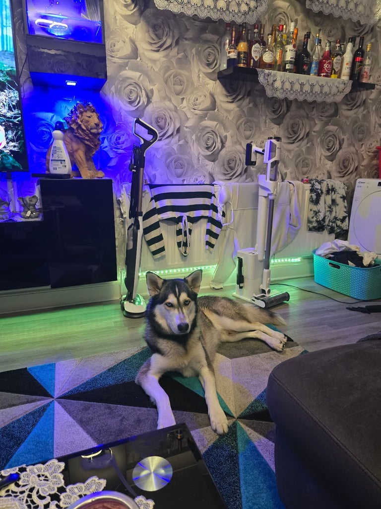 New born Siberian Husky puppy for sale, healthy and ready to go home in 8 weeks.