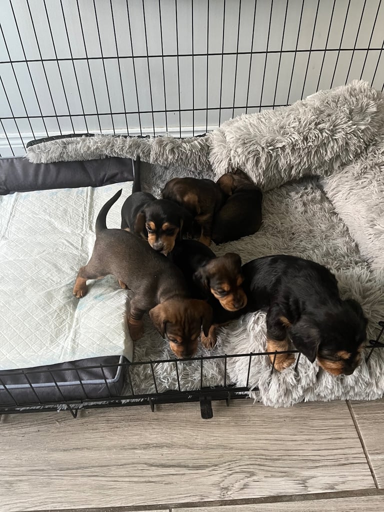 Doxle cross puppies 