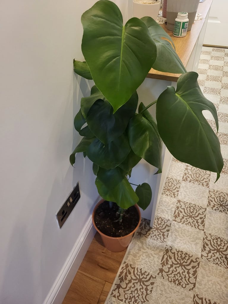 House plant for quick sale