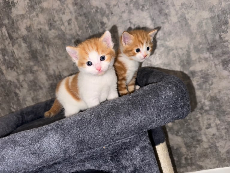 Ginger kittens 