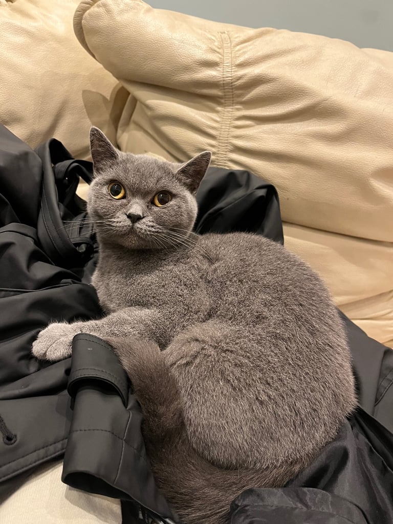 British shorthair cat 